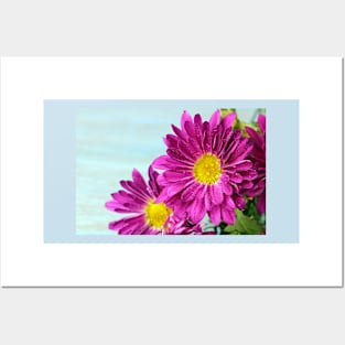 Pink Chrysanthemums Posters and Art